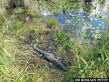 Alligators au Everglades National Park dans les Everglades